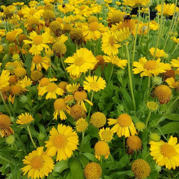 Kokardenblume\u0020\u0028Gaillardia\u0020aristata\u0029\u0020MESA\u0020Yellow