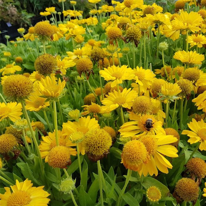 Kokardenblume\u0020\u0028Gaillardia\u0020aristata\u0029\u0020MESA\u0020Yellow