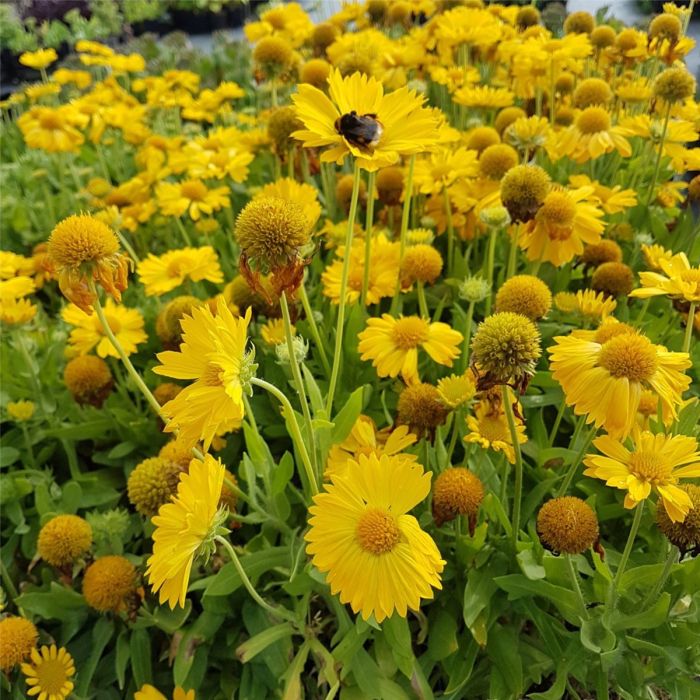 Kokardenblume\u0020\u0028Gaillardia\u0020aristata\u0029\u0020MESA\u0020Yellow