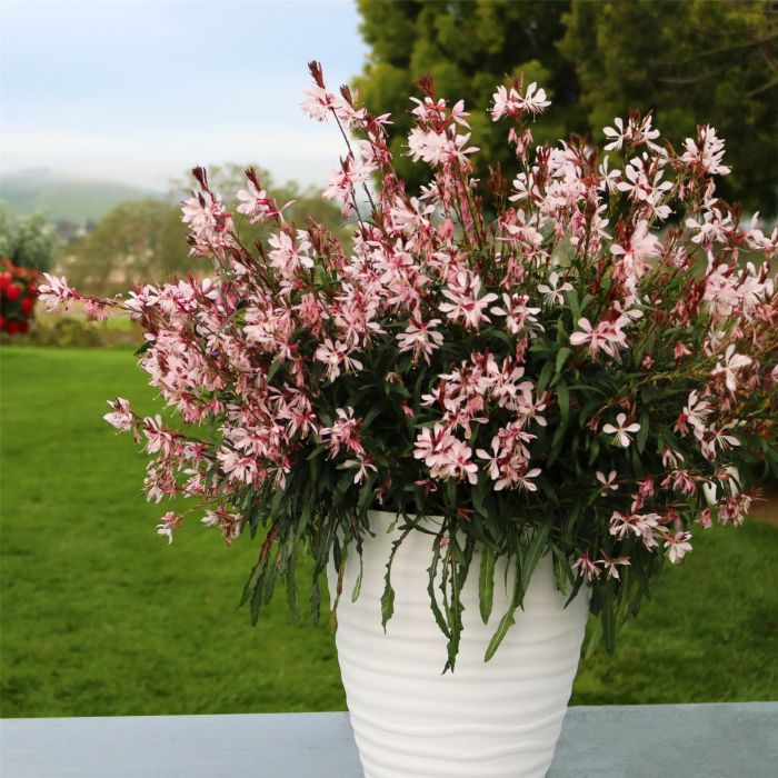 Prachtkerze\u0020\u0028Gaura\u0020lindheimerii\u0029\u0020Graceful\u0020Light\u0020Pink