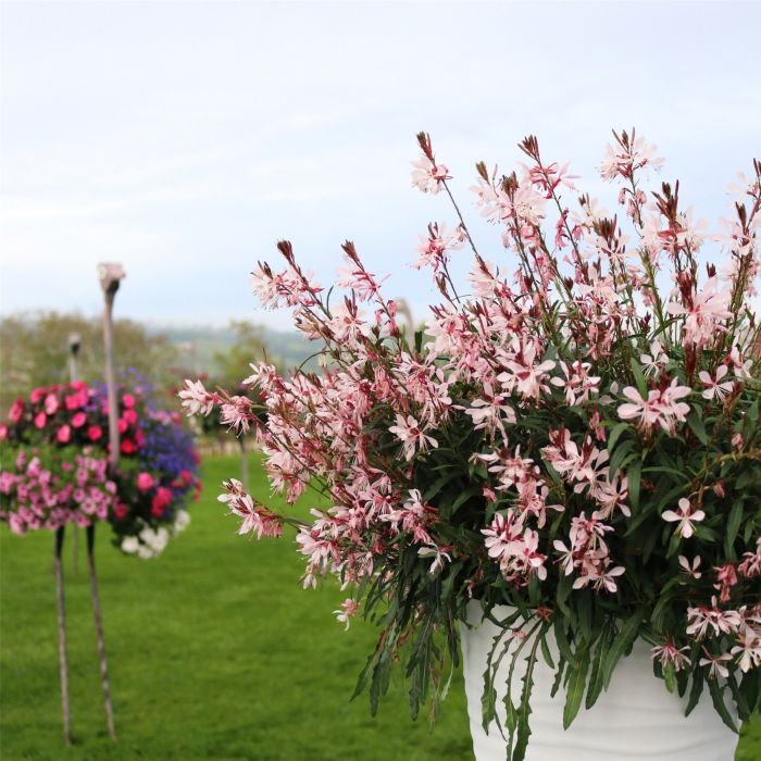 Prachtkerze\u0020\u0028Gaura\u0020lindheimerii\u0029\u0020Graceful\u0020Light\u0020Pink