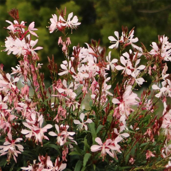 Prachtkerze\u0020\u0028Gaura\u0020lindheimerii\u0029\u0020Graceful\u0020Light\u0020Pink