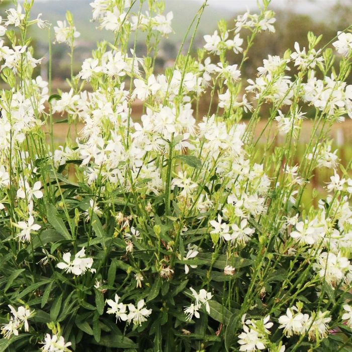 Prachtkerze\u0020\u0028Gaura\u0020lindheimerii\u0029\u0020Graceful\u0020White