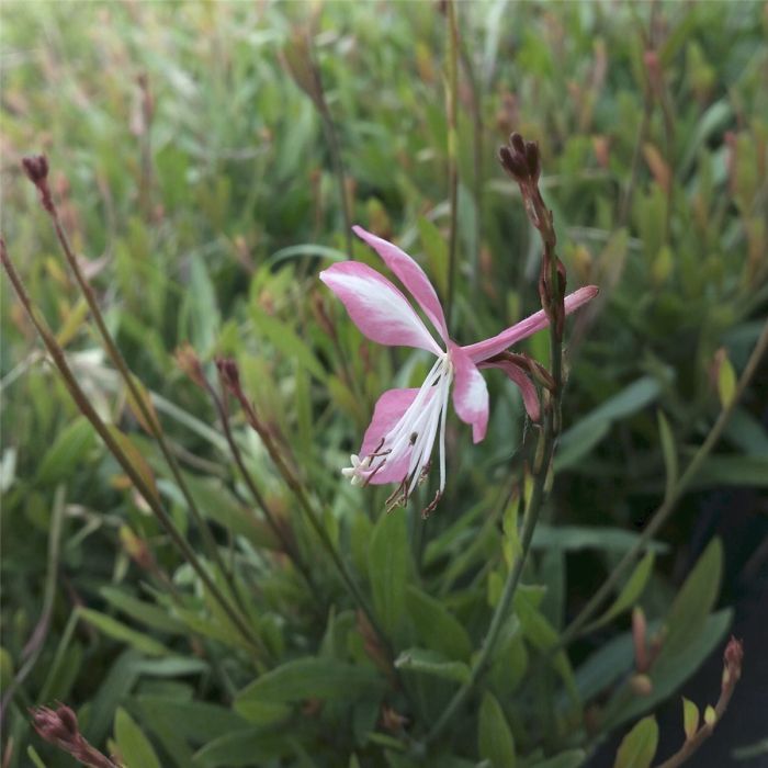 Prachtkerze\u0020\u0028Gaura\u0020lindheimerii\u0029\u0020Rosy\u0020Jane