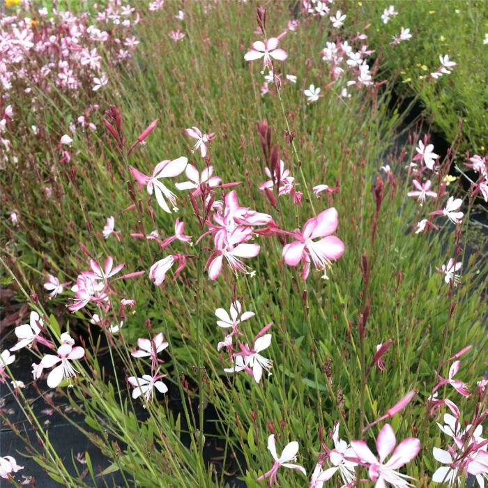 Prachtkerze\u0020\u0028Gaura\u0020lindheimerii\u0029\u0020Rosy\u0020Jane