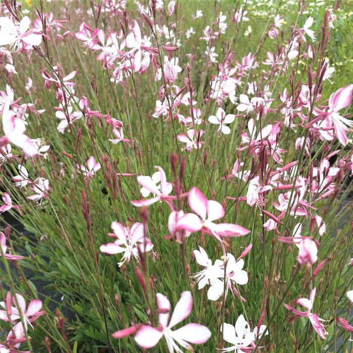 Prachtkerze\u0020\u0028Gaura\u0020lindheimerii\u0029\u0020Rosy\u0020Jane