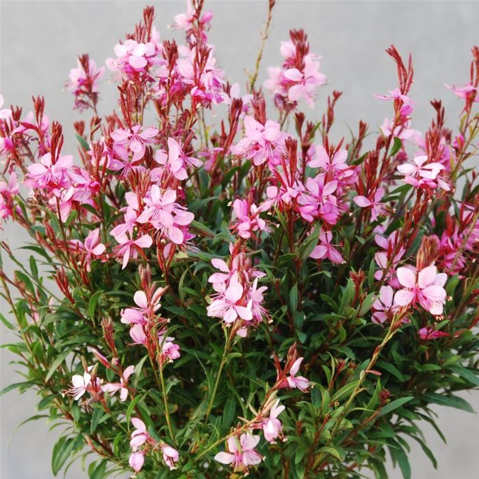 Prachtkerze\u0020\u0028Gaura\u0020lindheimerii\u0029\u0020Siskiyou\u0020Pink