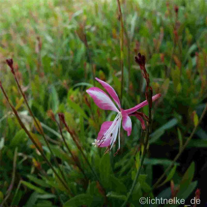 Prachtkerze\u0020\u0028Gaura\u0020lindheimerii\u0029\u0020Summer\u0020Emotions\u00AE