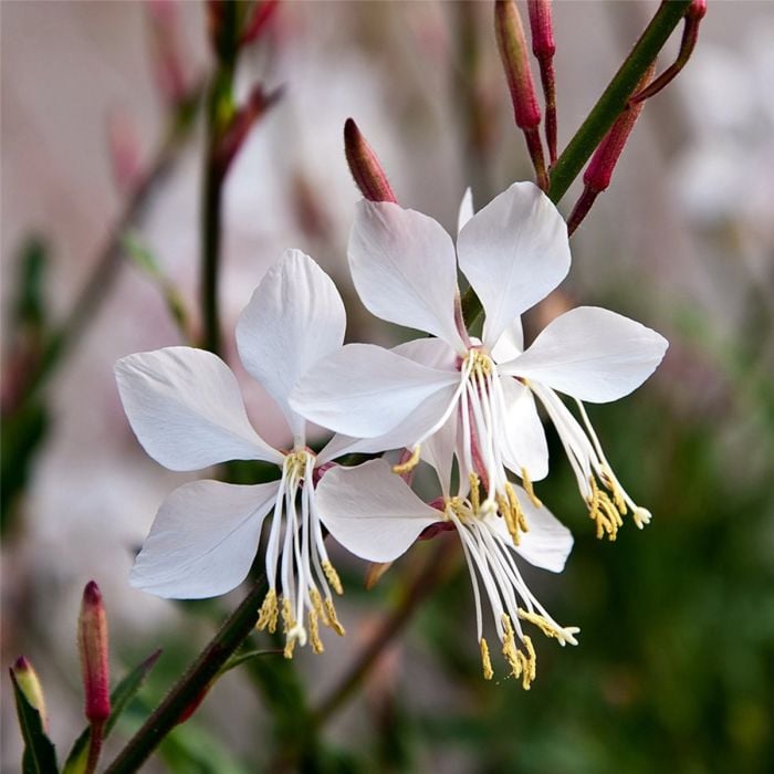 Prachtkerze\u0020\u0028Gaura\u0020lindheimerii\u0029\u0020Whirling\u0020Butterflies