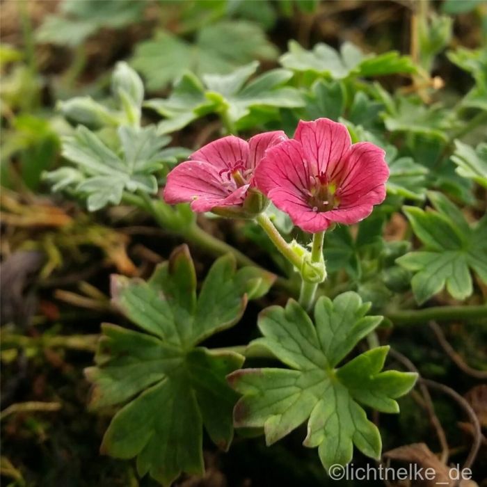 Storchschnabel\u0020\u0028Geranium\u0020cinereum\u0029\u0020JOLLY\u0020JEWEL\u0020Raspberry