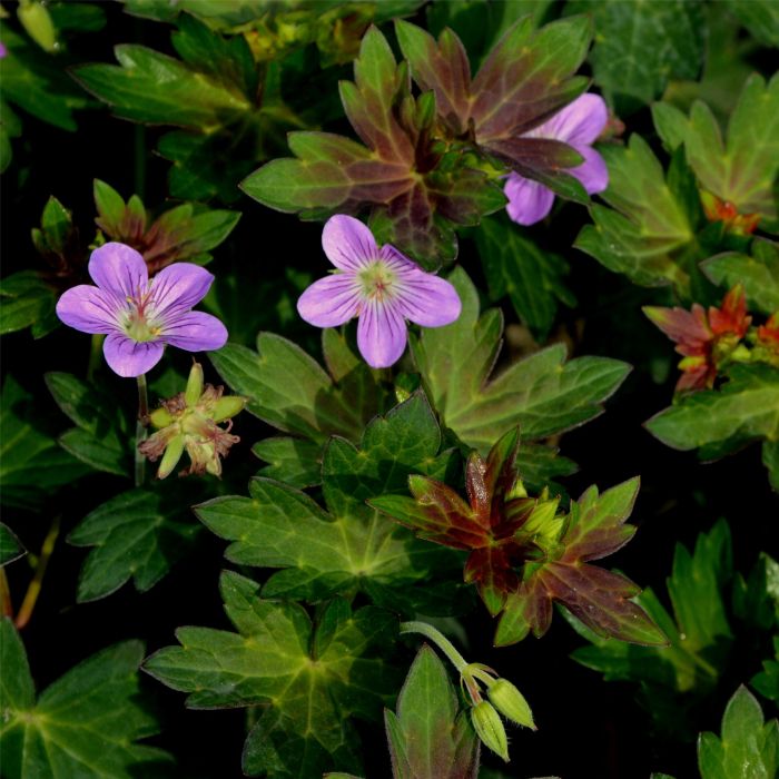 Geranium Fay Anna | Lichtnelke Pflanzenversand