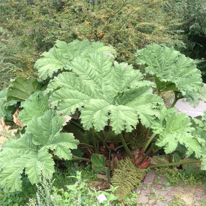 Riesen\u002DMammutblatt\u0020\u0028Gunnera\u0020manicata\u0029\u0020