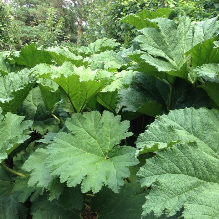 Riesen\u002DMammutblatt\u0020\u0028Gunnera\u0020manicata\u0029\u0020