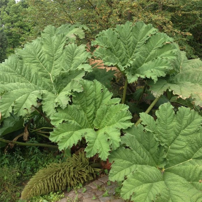 Riesen\u002DMammutblatt\u0020\u0028Gunnera\u0020manicata\u0029\u0020