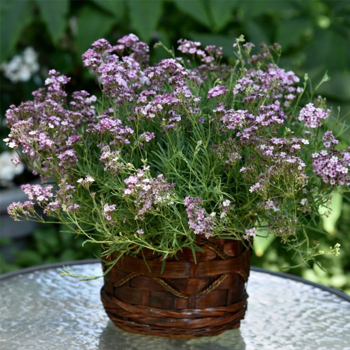 Niedriges\u0020Schleierkraut\u0020\u0028Gypsophila\u0029\u0020Knuddel