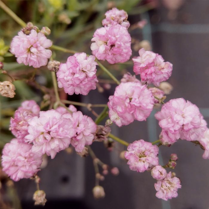 Schleierkraut\u0020\u0028Gypsophila\u0020paniculata\u0020\u0029\u0020Pink\u0020Wedding