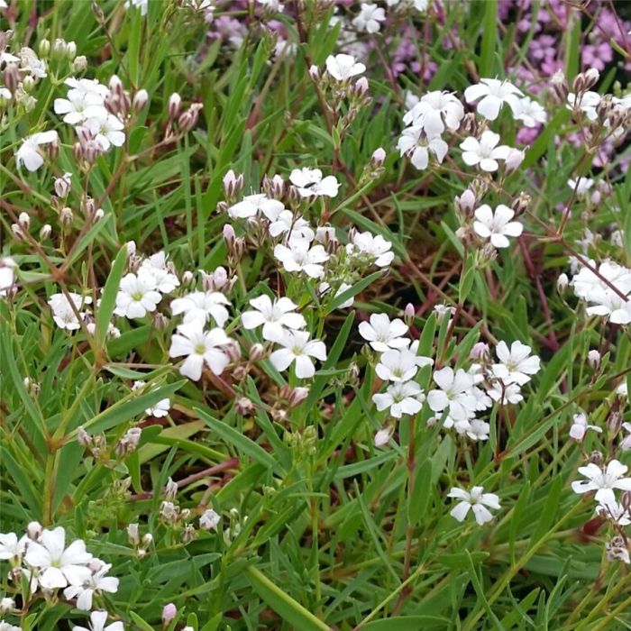 Zwergschleierkraut\u0020\u0028Gypsophila\u0020repens\u0029\u0020Alba