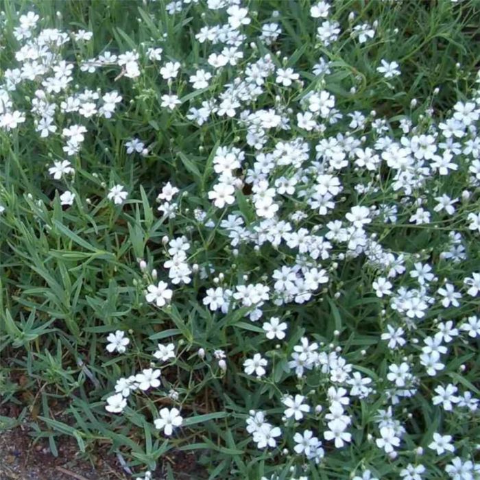 Zwergschleierkraut\u0020\u0028Gypsophila\u0020repens\u0029\u0020Alba