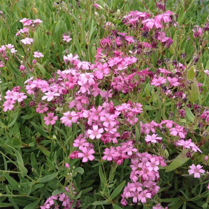 Zwergschleierkraut\u0020\u0028Gypsophila\u0020repens\u0029\u0020ROSEA