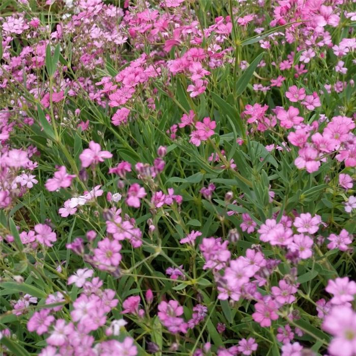 Zwergschleierkraut\u0020\u0028Gypsophila\u0020repens\u0029\u0020ROSEA