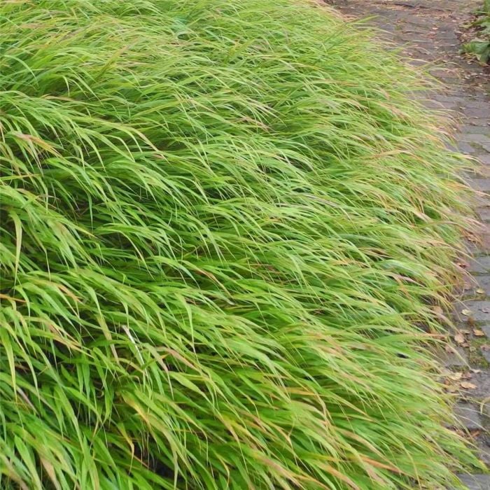 Japan\u002DBerggras\u0020\u0028Hakonechloa\u0020macra\u0029\u0020