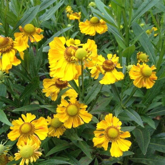 Sonnenbraut\u0020\u0028Helenium\u0020Hybride\u0020\u0029\u0020Septembergold