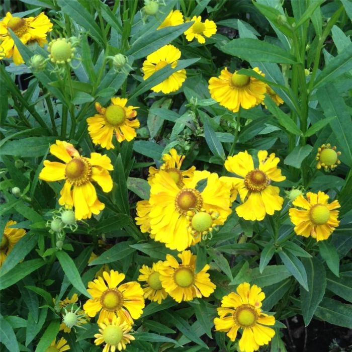 Sonnenbraut\u0020\u0028Helenium\u0020Hybride\u0020\u0029\u0020Septembergold