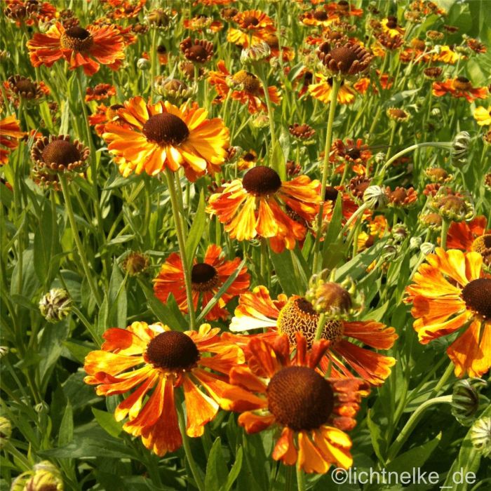 Sonnenbraut\u0020\u0028Helenium\u0020Hybride\u0020\u0029\u0020Waltraud\u00A0