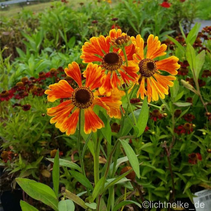 Sonnenbraut\u0020\u0028Helenium\u0020Hybride\u0020\u0029\u0020Waltraud\u00A0