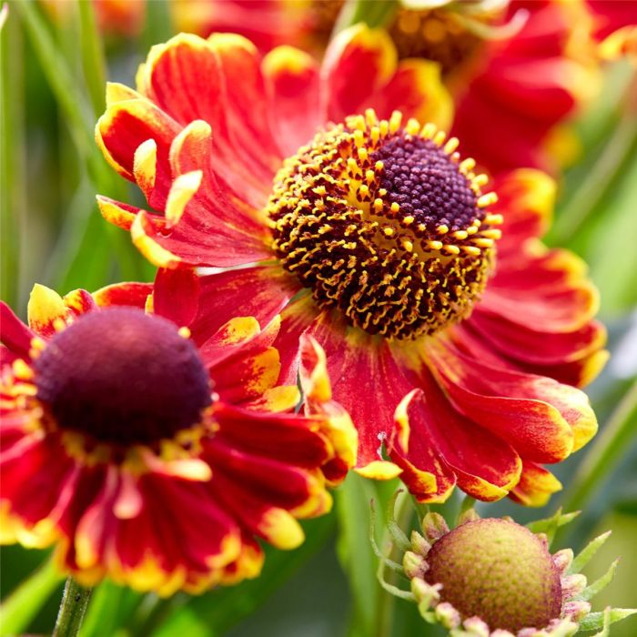 Sonnenbraut\u0020\u0028Helenium\u0020x\u0020cultorum\u0029\u0020Bandera