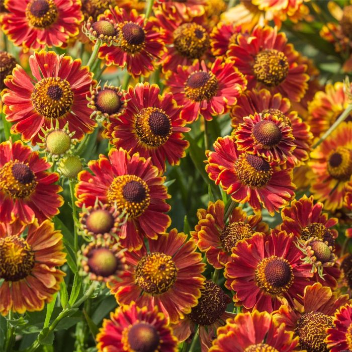 Sonnenbraut\u0020\u0028Helenium\u0020x\u0020cultorum\u0029\u0020Bandera