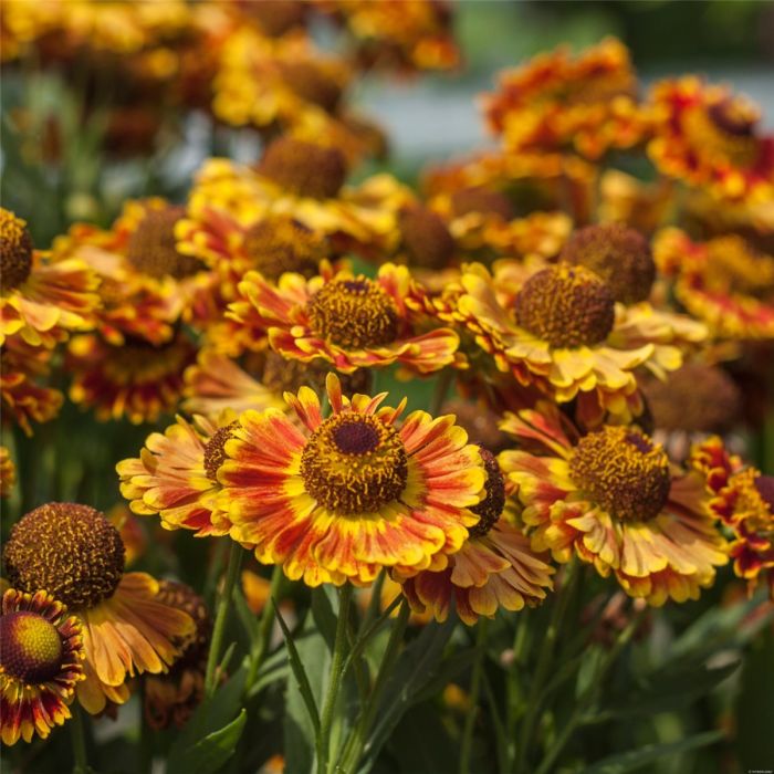 Sonnenbraut\u0020\u0028Helenium\u0020autumnale\u0029\u0020MARIACHI\u0020Fuego