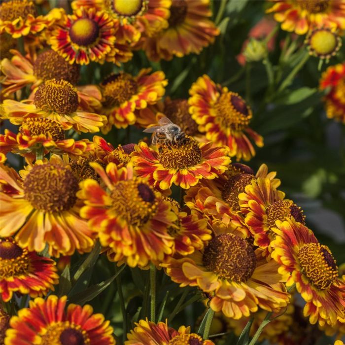 Sonnenbraut\u0020\u0028Helenium\u0020autumnale\u0029\u0020MARIACHI\u0020Fuego