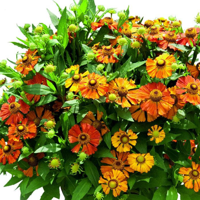 Sonnenbraut\u0020\u0028Helenium\u0029\u0020HELIAS\u0020Orange