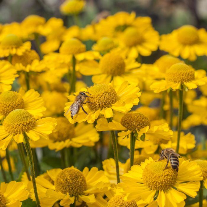 Sonnenbraut\u0020\u0028Helenium\u0020autumnale\u0029\u0020MARIACHI\u0020Sombrero