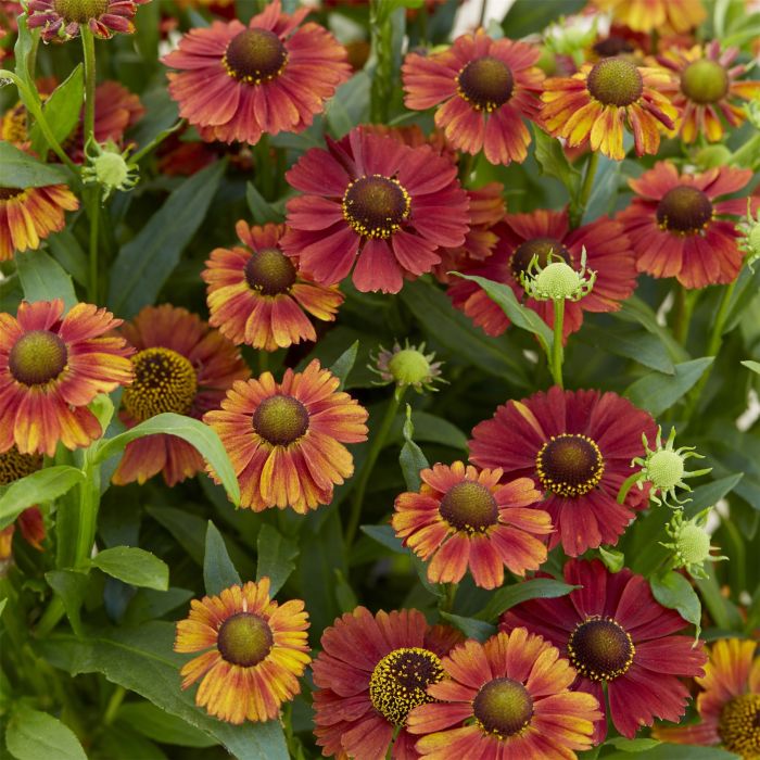 Sonnenbraut\u0020\u0028Helenium\u0029\u0020Strawberry\u0020Sundae