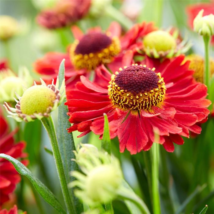 Sonnenbraut\u0020\u0028Helenium\u0029\u0020Ranchera