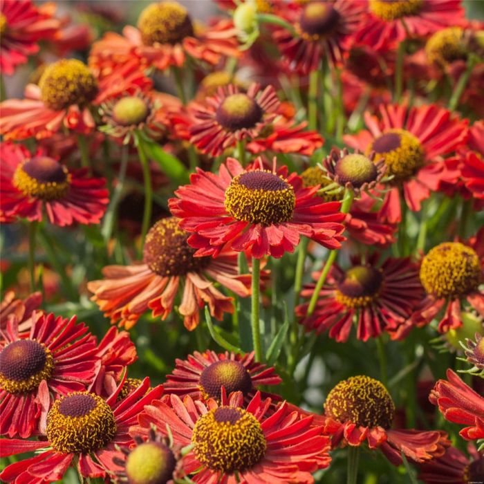 Sonnenbraut\u0020\u0028Helenium\u0029\u0020Ranchera