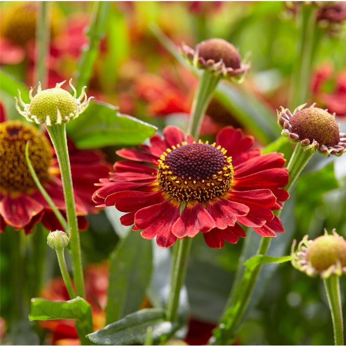 Sonnenbraut\u0020\u0028Helenium\u0020autumnale\u0029\u0020MARIACHI\u0020Salsa