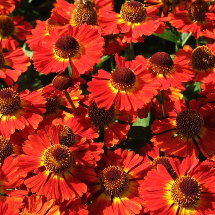 Sonnenbraut\u0020\u0028Helenium\u0020autumnale\u0029\u0020MARIACHI\u0020Salsa