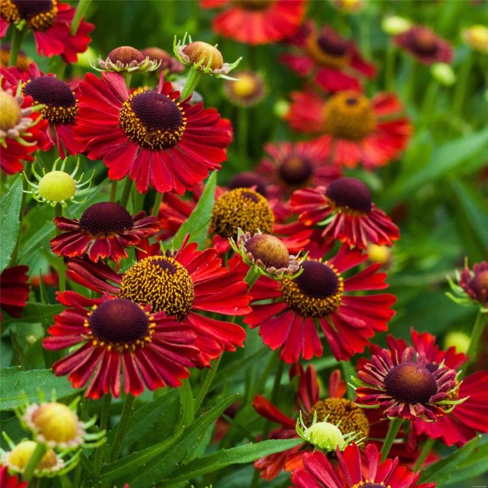 Sonnenbraut\u0020\u0028Helenium\u0020autumnale\u0029\u0020MARIACHI\u0020Siesta