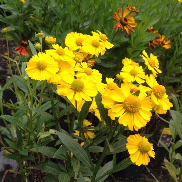 Sonnenbraut\u0020\u0028Helenium\u0020autumnale\u0029\u0020HELENA\u0020Gold