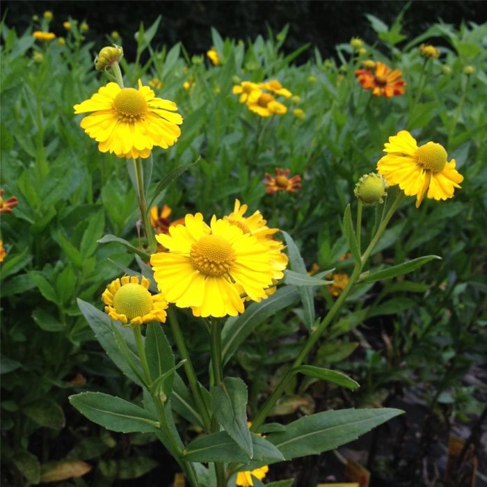 Sonnenbraut\u0020\u0028Helenium\u0020autumnale\u0029\u0020HELENA\u0020Gold