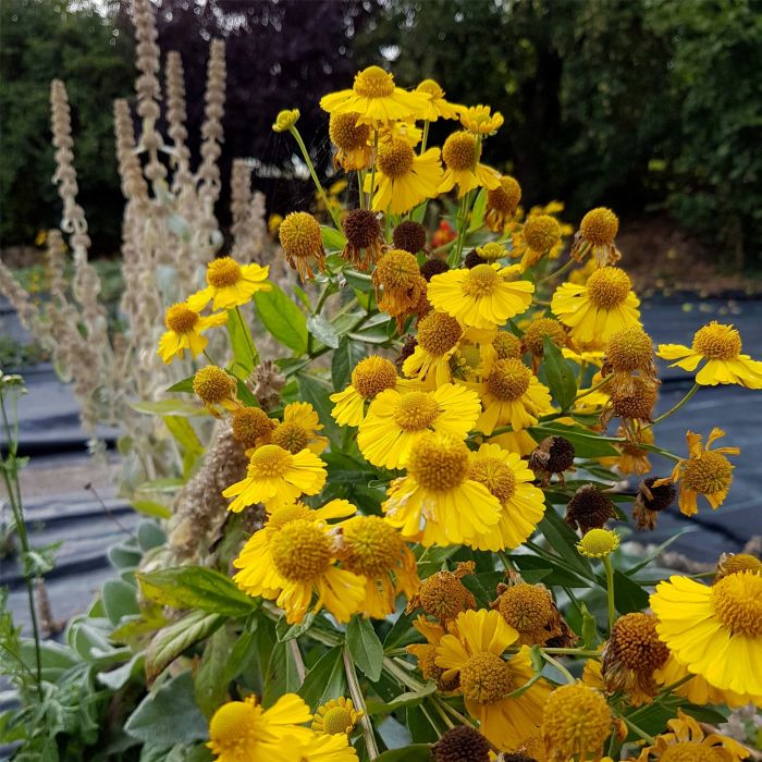 Sonnenbraut\u0020\u0028Helenium\u0020autumnale\u0029\u0020HELENA\u0020Gold