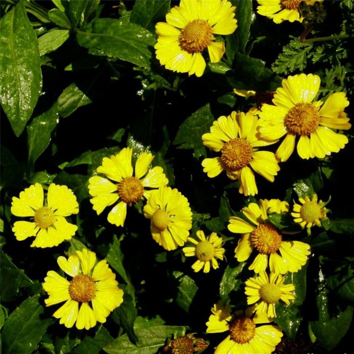 Sonnenbraut\u0020\u0028Helenium\u0020autumnale\u0029\u0020Sonnenwunder