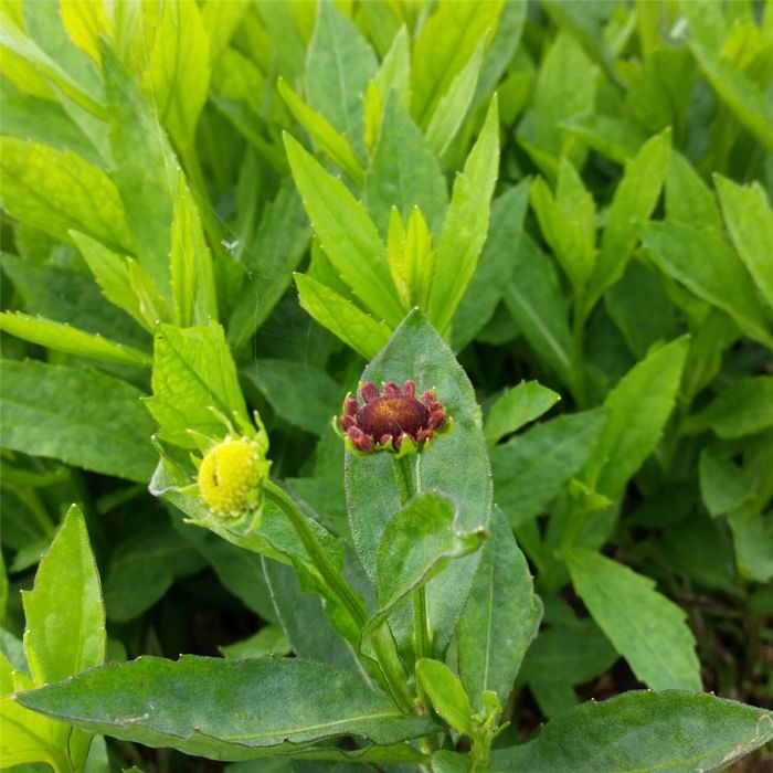 Sonnenbraut\u0020\u0028Helenium\u0029\u0020Amber