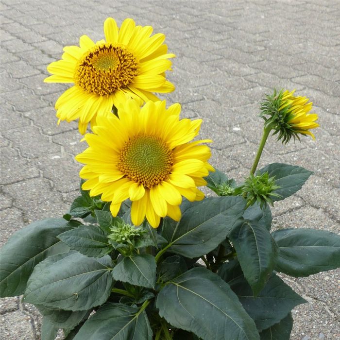 Pflanzenversand Lichtnelke Pure | Gold Sonnenblume