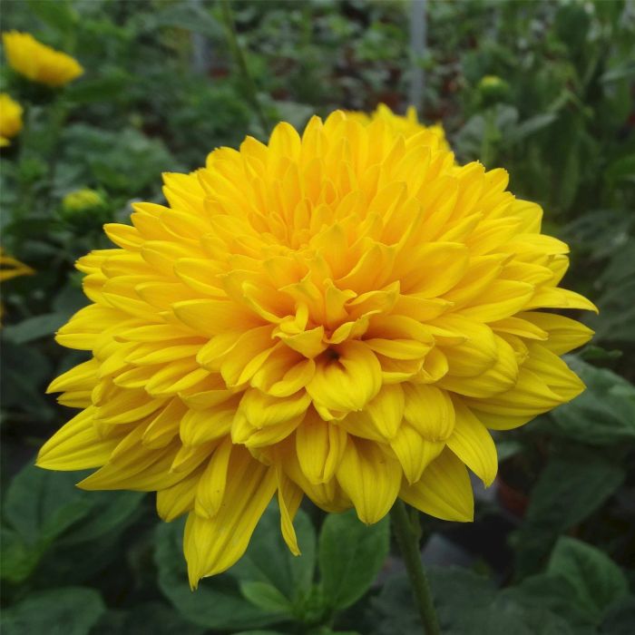 Stauden\u002DSonnenblume\u0020\u0028Helianthus\u0020x\u0020multiflorus\u0029\u0020Sunshine\u0020Daydream