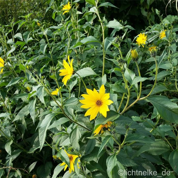 Topinambur\u0020\u0028Helianthus\u0020tuberosus\u0029\u0020Gute\u0020Gelbe