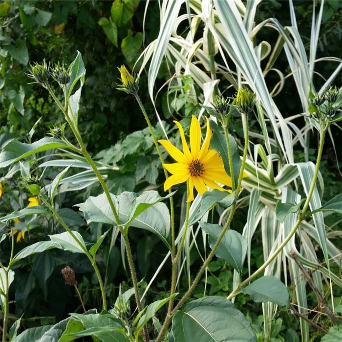 Topinambur\u0020\u0028Helianthus\u0020tuberosus\u0029\u0020Wildacker